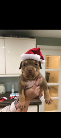 Stunning pocket bully Pups for sale
