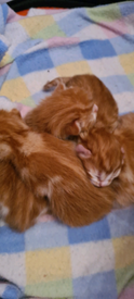 Kittens in Glasgow | Cats & Kittens for Sale - Gumtree