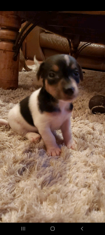 Jack Russell Puppies In Dagenham London Gumtree