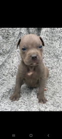 American XL Bully Puppies Ruger TPP X Hulk DDK Here In Uk!