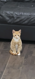 Ginger male kitten 