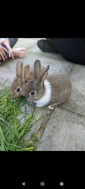 4 bunny rabbits 