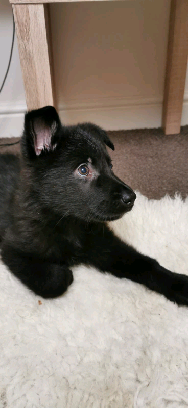 Black German Shepherd Pups In Bridgend Gumtree
