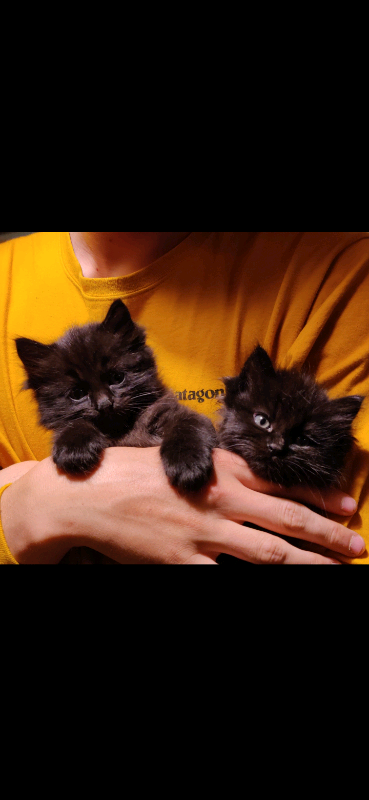 3 Black Ragdoll Kittens for Sale | in Hoddesdon, Hertfordshire | Gumtree