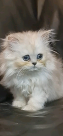 Persian chinchilla  Cats u0026 Kittens for Sale - Gumtree