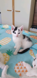 Kittens In Fairwater Cardiff Cats Kittens For Sale Gumtree