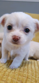 View Pets For Sale Dorset