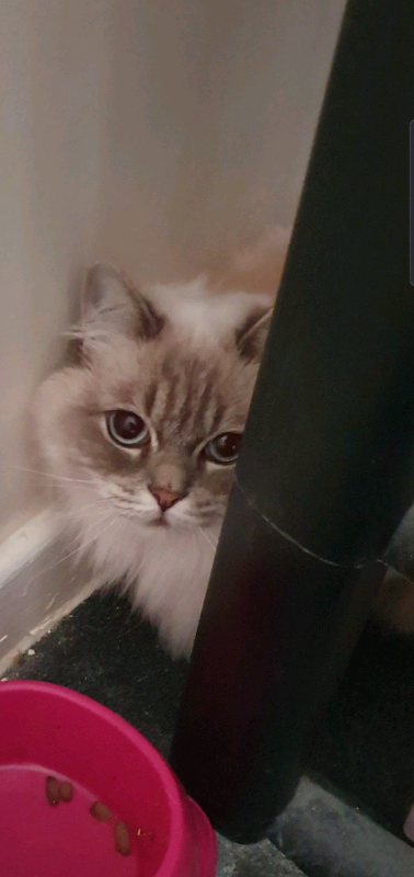 Lynx ragdoll cat for loving home | in Wallington, London ...