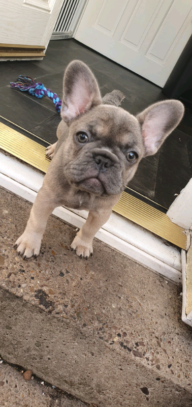 French bulldog girl | in Mapperley, Nottinghamshire | Gumtree