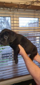 Cane Corso Dogs Puppies For Sale Gumtree