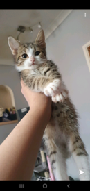 Grey Kitten Cats Kittens For Sale Gumtree