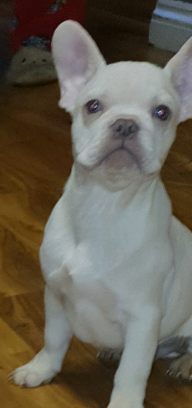 Top Platinum Lilac French Bulldog in the world The ultimate guide 