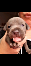 image for Blue Staffordshire Bull Terrier 
