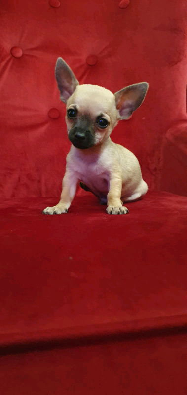 Pedigree Teacup Chihuahua Puppies For Sale Ready To Leave On
