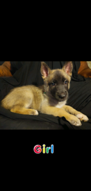 Husky In Surrey Dogs Puppies For Sale Gumtree