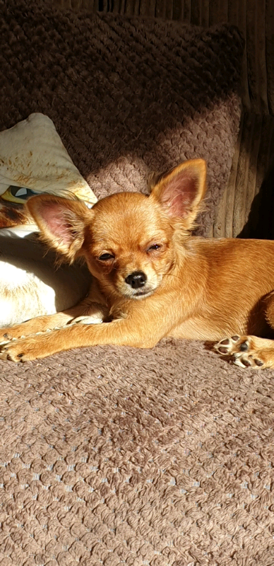 Long Haired Chihuahua In Downham Market Norfolk Gumtree
