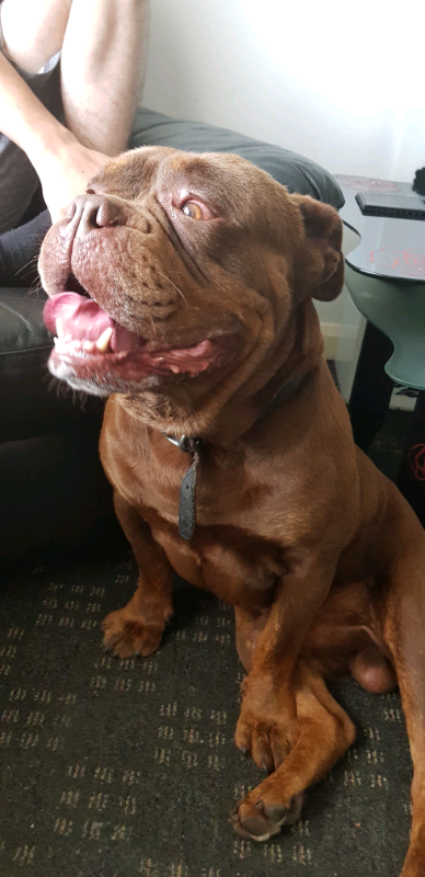 Found!!!!! Brown tan bulldog | in Ely, Cardiff | Gumtree