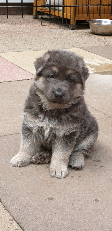 german shepherd puppy blue/ grey | in Stoke-on-Trent, Staffordshire ...