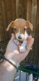 Miniture Jack Russell puppies 2 girls and five boys