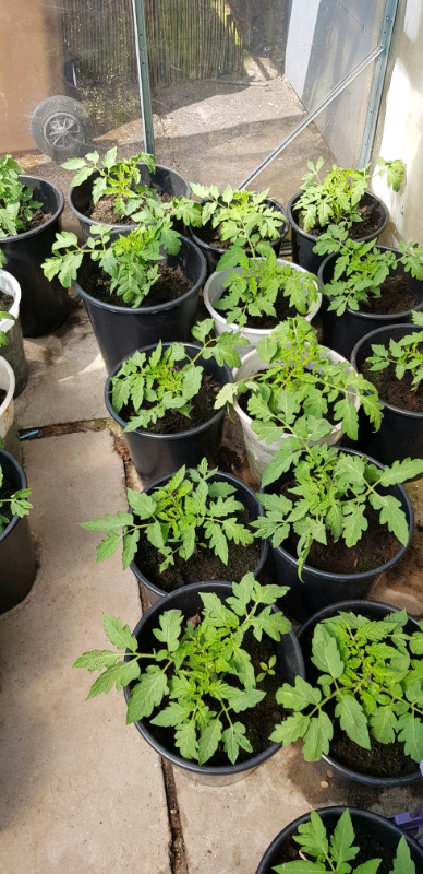 Tomato plants for sale | in Chaddesden, Derbyshire | Gumtree