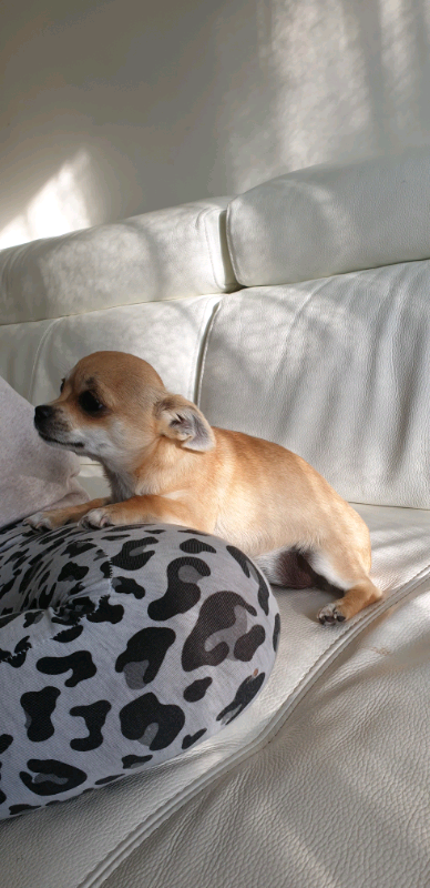 Chihuahua female short hair | in Whitchurch, Cardiff | Gumtree