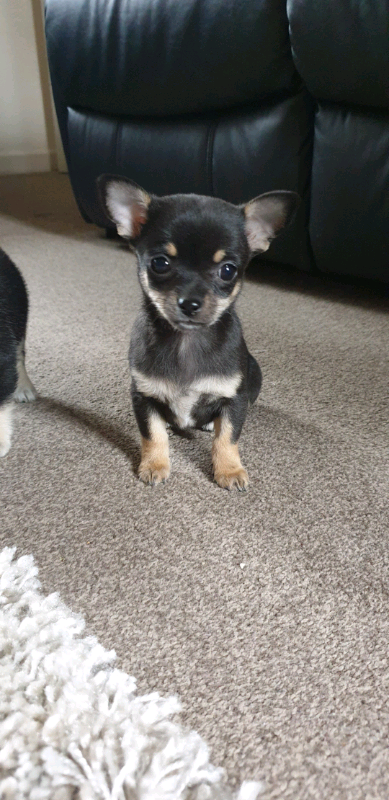 Chihuahua Puppies In Kendal Cumbria Gumtree