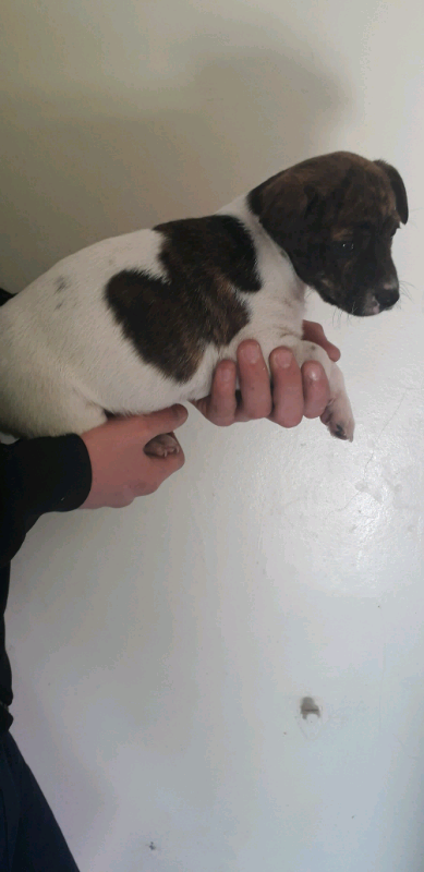 Jack Russell Puppy In Oxford Oxfordshire Gumtree