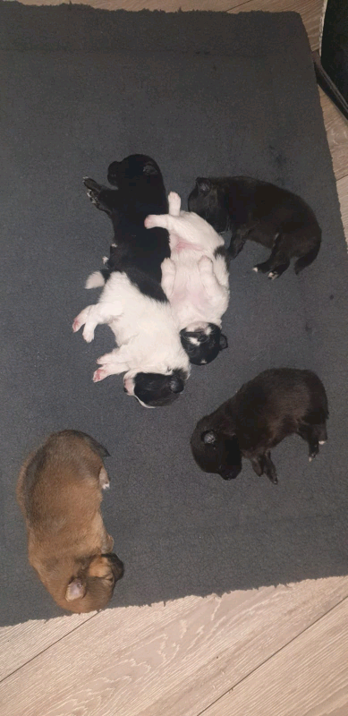 Pomchi puppies (pomeranian x chihuahua) | in Liverpool ...