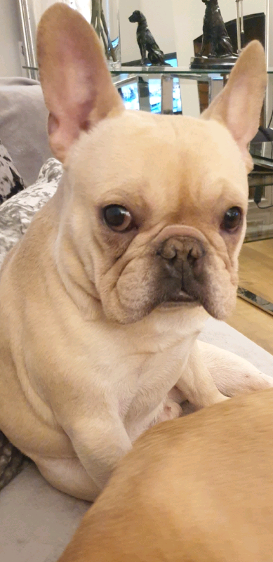 35 Small French Bulldog Collection