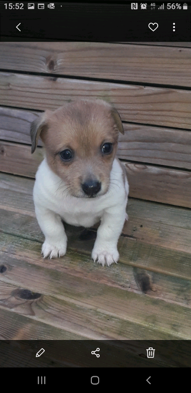5 Miniature Jack Russell Pups For Sale Gumtree