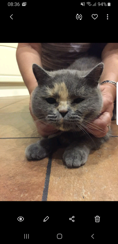 British Shorthair Cat In Batley West Yorkshire Gumtree