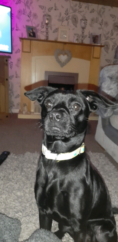 Patterdale x | in Swansea | Gumtree