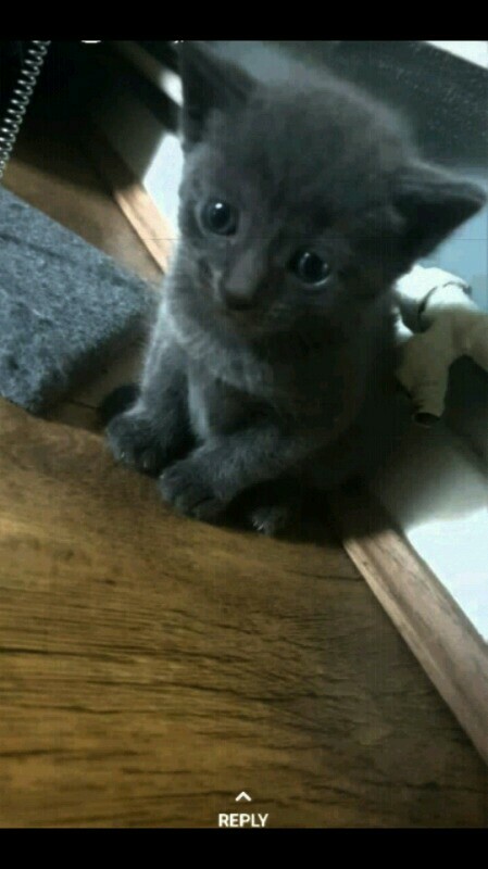 Grey Kittens for Sale | in Syston, Leicestershire | Gumtree