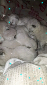 Pets for Sale - Gumtree