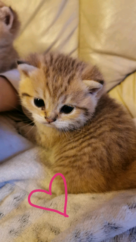 Gccf Registered Kitten In Telford Shropshire Gumtree