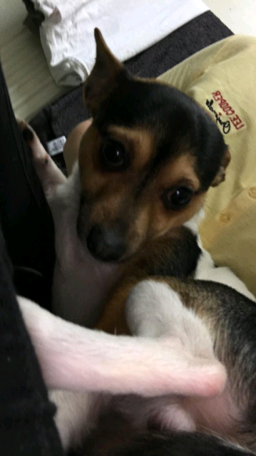 Jack Russel Cross Chawauhwha In Kidderminster Worcestershire