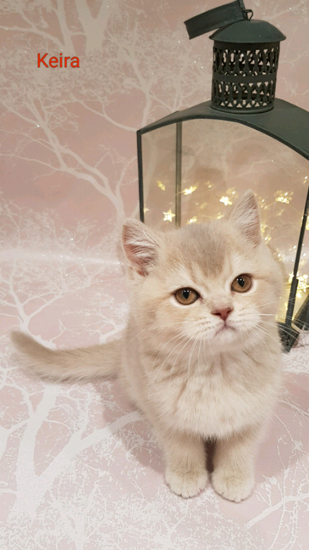 Grand Champion Sired Lilac Golden British Shorthair In Bideford