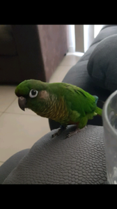 Maroon Bellied Conure | Birds | Gumtree Australia Pine ...