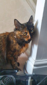 Cats For Sale In Renfrewshire Gumtree