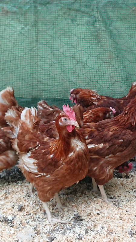 Lohmann brown chickens | in Waltham, Lincolnshire | Gumtree