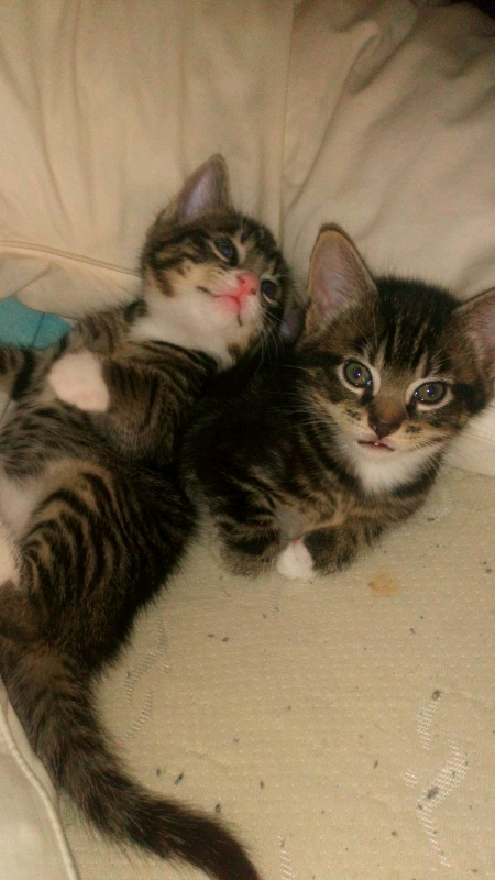 Kitten Care Basics How To Care For A New Kitten Caring For A New Kitten