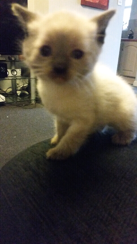 Champagne kitten | in Bournemouth, Dorset | Gumtree