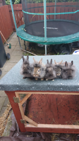 Baby bunnies ready to leave