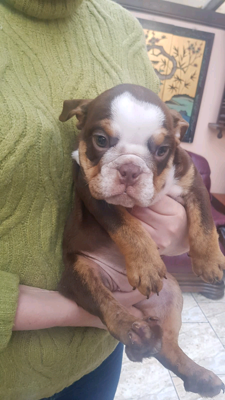 English Bulldog Pups In St Helens Merseyside Gumtree