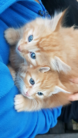Kittens In Weymouth Dorset Cats Kittens For Sale Gumtree