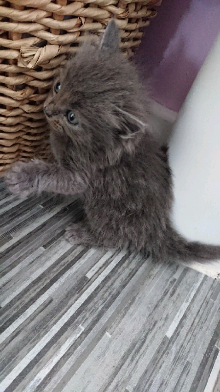 Grey Long Haired Kitten In Cramlington Northumberland Gumtree