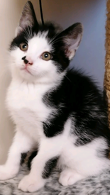 Cats And Kittens For Sale In Kinross Pets4homes