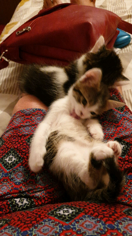 Kittens | in Minster on Sea, Kent | Gumtree