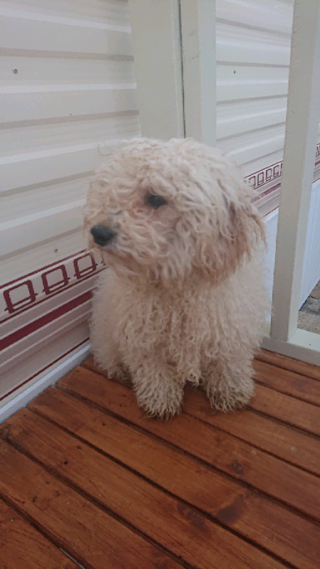Poochon puppy for sale | in Winchester, Hampshire | Gumtree