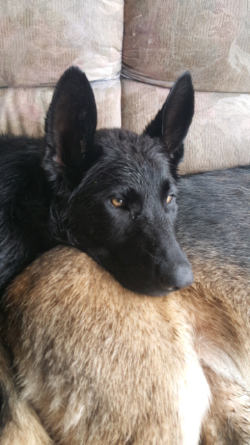 BLACK GERMAN SHEPHERD | Dogs & Puppies | Gumtree Australia Cardinia